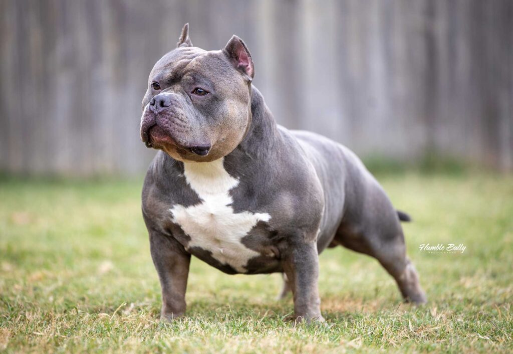 Studs Humble Bully Kennels